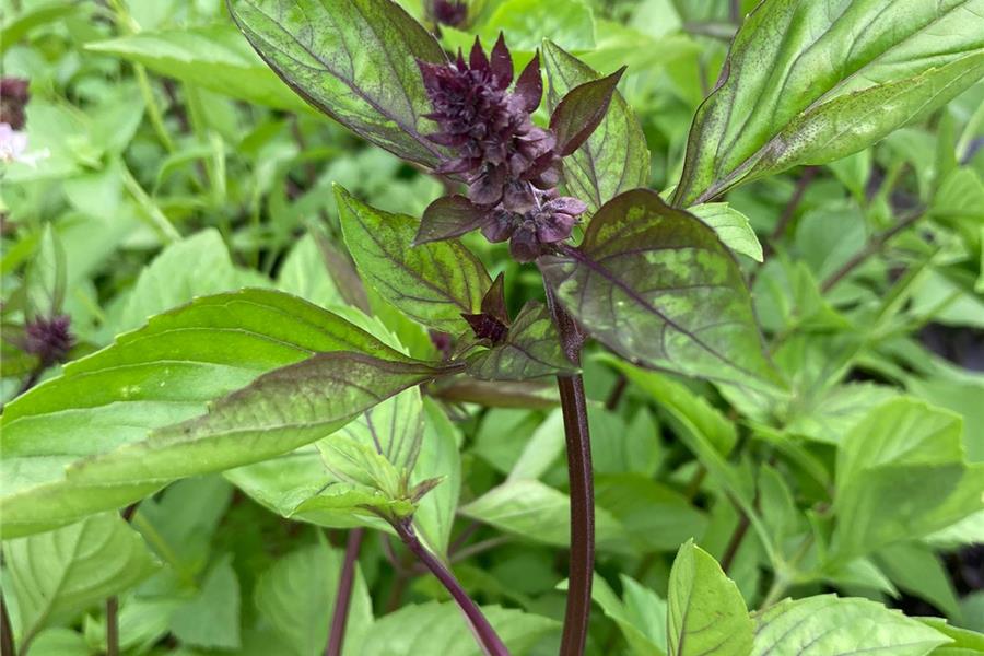 Thaise Basilicum kruiden en specerijen  - CoopSaam Essen